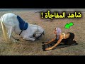 امرأه رأت حصان يصلي في الشارع انظروا ماذا فعلت امامه !؟ ردة فعلة صدمت الملايين !!