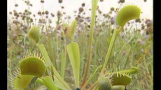 Растения-хищники. Венерина мухоловка(Учебное видео для вставки на http://biolgra.ucoz.ru/ , где можно скачать 6 кл тема 