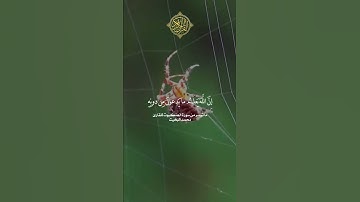 ما تيسر من سورة العنكبوت للقارئ محمد البخيت