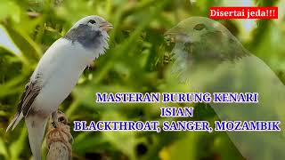 masteran burung kenari isian blackthroat vs sanger dan mozambik