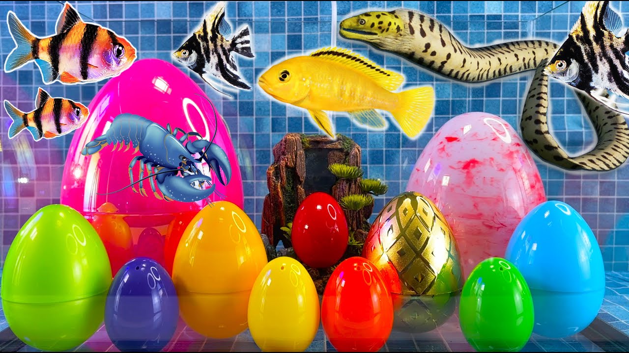 Colorful surprise eggs, crayfish, snake, cichlid, betta fish, turtle