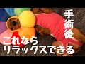 避妊去勢手術後には、このエリザベスカラー　これでガジガジしなくなる！【犬との暮らし】