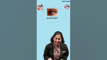 ഉറപ്പായ ചോദ്യം - കടങ്കഥകൾ ❗ | Xylem Class 3