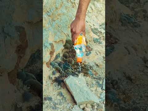 آهنگ گل سنگم را تواین موقع میشه درک کرد هایده کویر ورزنه ورزنه کوه سنگ