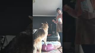 learning to use the fitpet rehab donut 12 April 2024 by goodmorningzara 442 views 1 month ago 3 minutes, 5 seconds