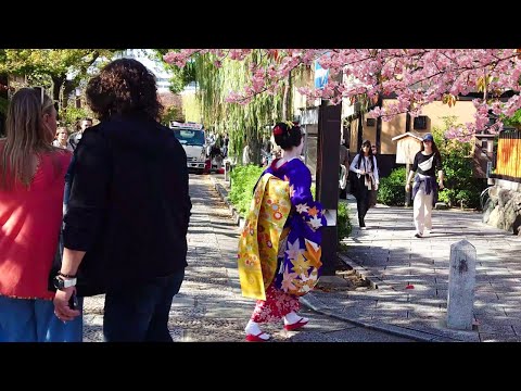 Geisha Walk in Gion Shirakawa of Kyoto | Sakura | 春の京都、祇園白川・巽橋の桜と外国人観光客と舞妓さん、海外の反応