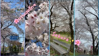 วันที่รอคอย ซากุระยุคโลกร้อน (ลุ้นแล้วลุ้นอีก)A peaceful day watching Sakura in Tochigi