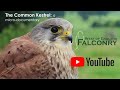 The common kestrel a micro  documentary