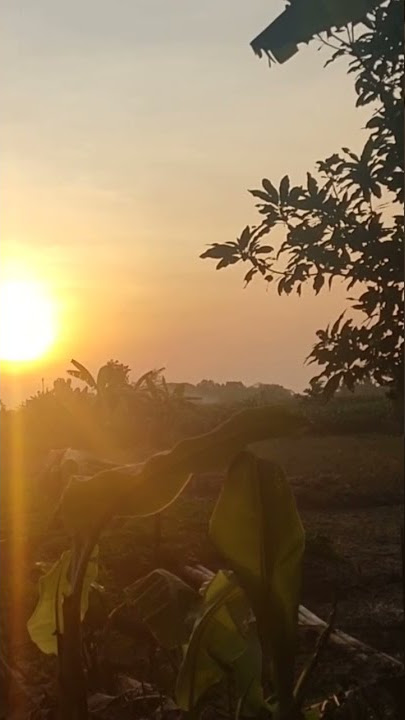 senja #matahari #senja #sawah
