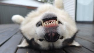 Life With 4 Siberian Huskies 3 Sons Featherdale Wildlife Park Dog Walks Dog Park Vlog
