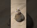 Big Fluffy And Absolutely Unbothered ЁЯШ ЁЯТЕ Cute Funny Foryou Funnycats Usaus Cat Funnyvideos Big Fluffy And Absolutely Unbothered ЁЯШ ЁЯТЕ Cute Funny Foryou Funnycats Usaus Cat Funnyvideos