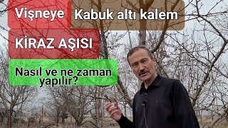 Vişneye Kiraz Aşısı Nasıl Ve Ne Zaman Yapılır? Kabuk Altı Kalem Aşısı