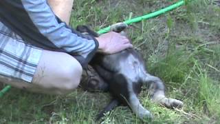 Puppies' Summer Adventure by DireWolf Dogs of Vallecito, LLC 562 views 9 years ago 8 minutes, 15 seconds