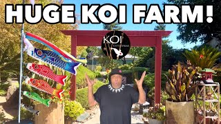 Visit Huge Koi Farm in Sacramento!
Visiting the only Koi Farm in Sacramento “Koi Enterprise”
Get your Minn Finn at⬇️
KOI ENTERPRISE
KOI AUCTION
https://www.quinterokoi.com/koi-auctions/goshiki_142
FACEBOOK
https://www.facebook.com/koienterprise/
TIKTOK
https://vm.tiktok.com/TTPd2WBYYF/
IG
https://instagram.com/koidealer?utm_medium=copy_link
WEBSITE
http://www.koienterprise.com/
Vote for the finest in Citrus Heights! - Best of Citrus Heights 2024
AQUARIUM/REPTILE DEPOT
SHOP ONLINE
https://depotpet.shop/?fbclid=PAAaZ7k3ZPsoQvWNvtunjtqu5E6nZSTCylbekxfebk9HByt7wX0Dgzu20n_RM_aem_AZblC5ziImgmnSE1ffQmvEsvwA3ZMKJe1DSphtqJHDcC_yxg4O0ZBjInd45YMtdFmns
YouTube
https://www.youtube.com/channel/UCvATv4gp3ZR9jXI1wBt7INg
INSTAGRAM
https://instagram.com/aquariumdepot?utm_source=ig_profile_share&igshid=1dui40ayjrqox
FACEBOOK
https://www.facebook.com/AquariumDepot/
SICCE
PLAYLIST
https://youtube.com/playlist?list=PLpHw9_vsV8hvS8rnUu8-B2PmlJuDKtC3c
IG
https://instagram.com/sicceus?utm_medium=copy_link
WEBSITE
https://www.sicce.com/it/
MINN FINN
Playlist
https://youtube.com/playlist?list=PLpHw9_vsV8hupoimpyNuNX5abt6Gc1Jlo&si=4aC4THEOjSPp_L-0
PAUL CURTIS
http://Www.MinnFinn.com
Literature
Calculator
MOUNTAIN TREE
To Purchase MT products EMAIL👇🏽👇🏽
info@wave-point.com
WEBSITE
https://www.imountaintree.com/
IG
https://instagram.com/mountaintreegroup?igshid=NTdlMDg3MTY=
YOUTUBE
https://youtube.com/@mountaintreegroup?si=acHD5ZsbyIJFeHkI
Hygger website:
https://www.hygger-online.com/
Hygger YouTube
https://youtube.com/@Hygger-Aquarium?si=cp5MTVnjn8xZABx8
Hygger Facebook:
https://www.facebook.com/shenzhenmago
Hygger facebook group:
https://www.facebook.com/groups/503508973356337/
MICROBE-LIFT
https://microbelift.com/
IG
https://instagram.com/microbelift?igshid=MzRlODBiNWFlZA
YouTube
https://youtube.com/@microbeliftproducts?si=WGr5IGP1DIlcqAv-
ISLAND SILVER CROWNS
IG
https://instagram.com/islandsilvercrowns?utm_medium=copy_link
WEBSITE
https://www.islandsilvercrowns.com/
THE POND DIGGER
LINKTR.EE
https://linktr.ee/theponddigger?fbclid=PAAab_Tot5W-z_TWKZA4aRr-HOj0zx7vkycBAB6z4YZuSvB-yTFVsHXneXZio
THE POND DIGGER PODCAST
https://podcasts.apple.com/us/podcast/the-pond-digger-podcast/id1439751720
HELIX SKIMMER
https://youtu.be/FgKeJOzoGwI
Follow Me!!
🤙🏽Subscribe 👉🏽🔴Youtube
https://www.youtube.com/user/kainoahuleia
🤙🏽Instagram
https://www.instagram.com/haynfishkeeper/
🤙🏽TIKI FALLS 2.0 FACEBOOK PAGE
https://m.facebook.com/tikifalls/
Thank you for your support much LOVE & ALOHA 🤙🏽🐠🤙🏽
🤙🏽PAYPAL
https://www.paypal.me/hawaiiheat
Ha Y N Fish Keeper MERCH
COMING SOON!!
📹WEEKLY VIDEOS📹
Ha Y N Fish Keeper Playlists
🐠 POPULAR UPLOADS
https://www.youtube.com/playlist?list=PLE0EA763684EEA34D
🐠FISH TANK “PRANK” so Funny!
https://youtu.be/NUwwpg_4WK0
🐠 LFS TOURS
https://www.youtube.com/playlist?list=PLpHw9_vsV8hs5toboR99iFXIXLfzcTbuf
🐠MAUI & MOANA
https://www.youtube.com/playlist?list=PLpHw9_vsV8hsITv KUy1OSN9p4ZpLSC2
🗿TIKI FALLS PLAYLIST
https://www.youtube.com/playlist?list=PLpHw9_vsV8htNo52EgeXqKJ0YWPhLRMLp
🐠FISH RESCUE
https://www.youtube.com/playlist?list=PLpHw9_vsV8htkbkPIp8AshtQ8kGy-iCLQ
🐠MAKING A BONSAI TREE
https://www.youtube.com/playlist?list=PLpHw9_vsV8htPm8ADqKl8ufmp2HfKZ-bO
Don’t forget to....
🤙🏽Like
🤙🏽Share
🤙🏽Comment
MUSIC
Outro
Na Hana Hui A Maui
Mark Keali’i Hoʻomalu
(I do not Own the rights All rights belong to the owner)
https://youtu.be/JKms_AtWWzs Visit Huge Koi Farm in Sacramento!