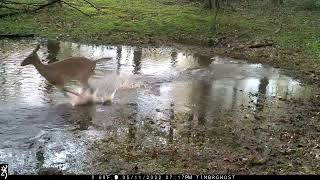 June 18, 2022 PA Trail Cam Footage Browning Spec Ops Deer Buck Turkey Gobbler Strutting Coyotes