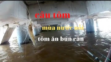 Câu tôm mùa nước nổi..và trở lại cầu Vàm Cống...cùng nguyễn tuấn An Giang