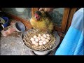 Hen Harvesting Eggs to chiicks - hen hatching eggs | hen egg vs duck egg | hen hatching duck eggs