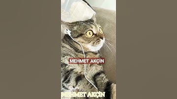 Thumbnail of Fenerbahçeli Kedi Kıraç 100. Yıl Marşı Dinliyor Mp4 İzle