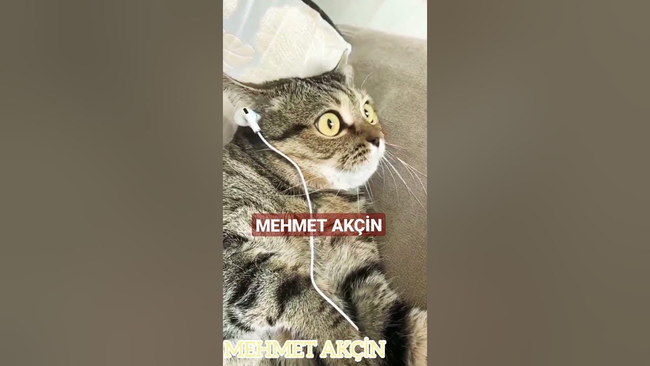 Fenerbahçeli Kedi Kıraç 100. Yıl Marşı Dinliyor Mp4 İzle