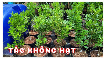 Cây Tắc không hạt chậu nuôi | 0386569374 - Ngọc Ngân Bến Tre | Chuyên cây độc lạ