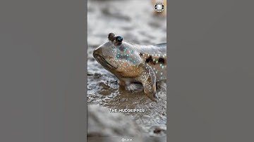 Mudskipper 🐟 The Fish That Walks on LAND!
