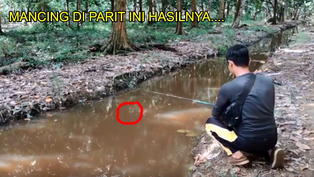 MANCING IKAN DI PARIT YANG BELUM TERJAMAH CASTING GABUS / HARUAN