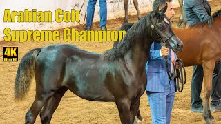 Cute Weanling Colt Champ - Arabian Horse National Breeder Finals Show