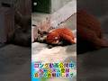 オランママを抱きしめて眠るパンチくん orangutan mom
