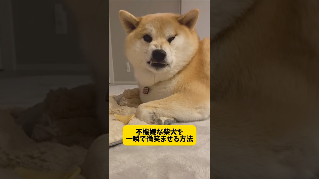漫画級のとんでもない表情の柴犬が数秒後……「なんちゅうかおしてんねん