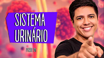 Quais as doenças que afetam o sistema urinário?