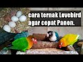 Cara ternak Lovebird agar cepat Panen ‼️ Ternak Lovebird 2020.