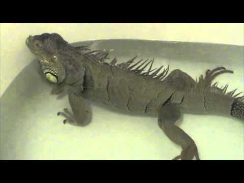 Iguana Fart