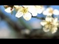 バッハ「Ｇ線上のアリア」クラシック音楽でリラックス[Logos Music]