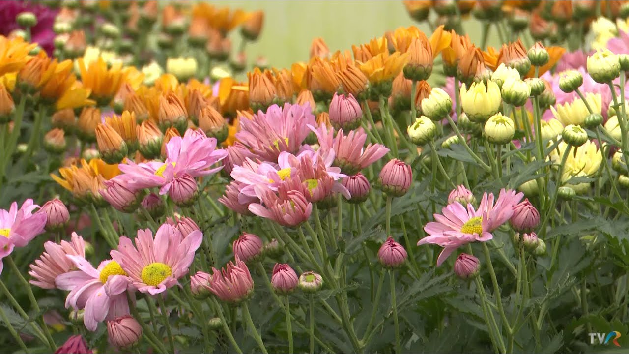 În grădina Danei: Crizanteme, aster, iederă şi calitatea apelor (@TVR1)