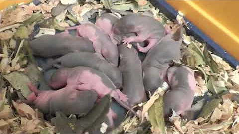 Декоративные крысы - разведение