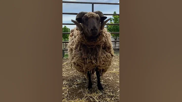 Sam the Sheep Gets a Shear After 3 years - DayDayNews