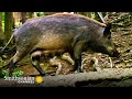Wild Boar Behavior and Ecology