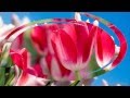 Красивые цветы тюльпаны. Очень красивая музыка, саксофон. Flowers tulips. Podryga-on-line.ru