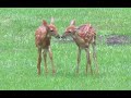 Ep. 50:  Summer With My Deer Friends! July-Aug 2021
