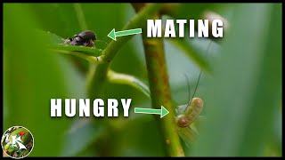 Beetles Trying to Mate...Mantis Nymph is Hungry by Koaw Nature 236 views 2 years ago 2 minutes, 41 seconds