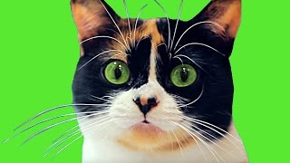 НАСКОЛЬКО ХОРОШО ВЫ ПОНИМАЕТЕ КОШАЧИЙ ЯЗЫК? ТЕСТ! НАСКОЛЬКО ХОРОШО ВЫ ПОНИМАЕТЕ КОШАЧИЙ ЯЗЫК? ТЕСТ!