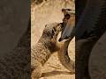 Real Cobra Showdown 🐍⚡ | Jungle Mein Zabardast Muqabla #new😱😱
