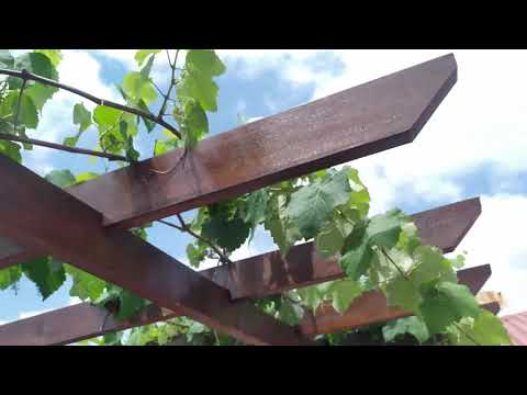 Vídeo: Pergola Para Uvas (40 Fotos): Feita De Metal E Madeira. Como Fazer Uma Pérgula De Um Tubo De Perfil Com As Próprias Mãos? Dimensões E Desenhos, Altura