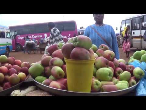 Video: Kupanda Mti Wa Apple Kutoka Kwa Mbegu