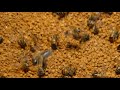 Bee LH is live workers bee getting bee pollen #honey #beekeeper #beehive