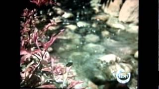 Matéria Tv Vanguarda Serra Da Mantiqueira