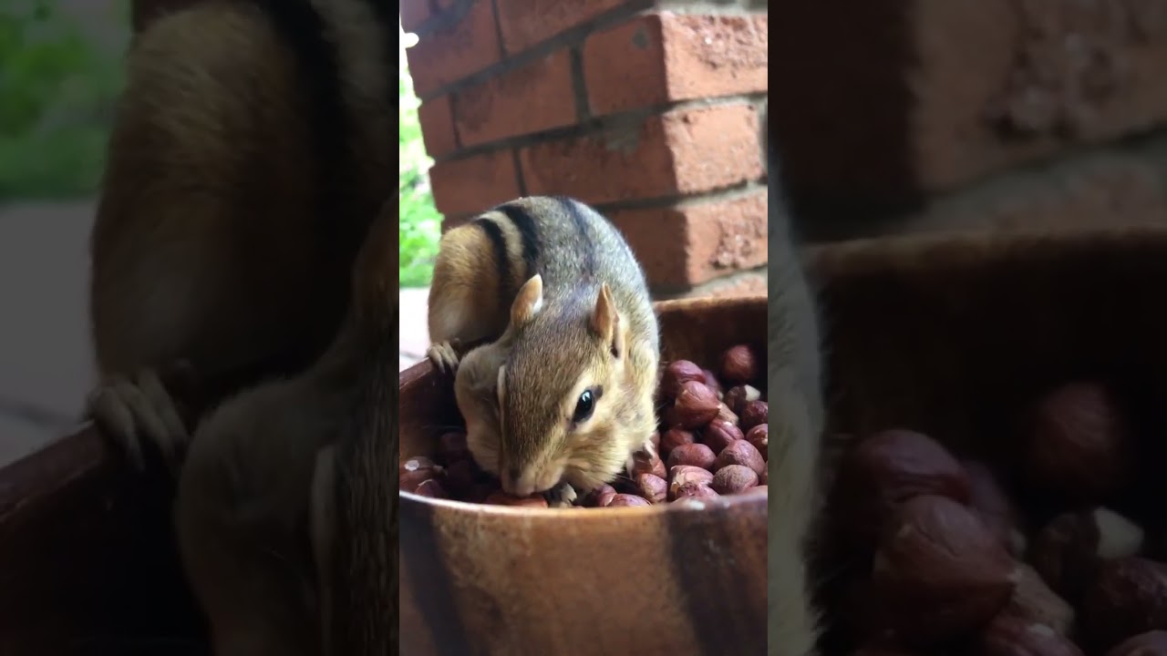 Chipmunks cheeks are so full!