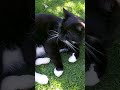 #katzen