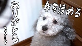 🐶犬を今年最後のお風呂に入れる。〜今年の振り返り〜【トイプードルのグリィ】