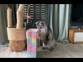 Maine Coon Deksi Cat and paper bag (part 1) / Кошка мейн кун и бумажный пакет — часть 1-я